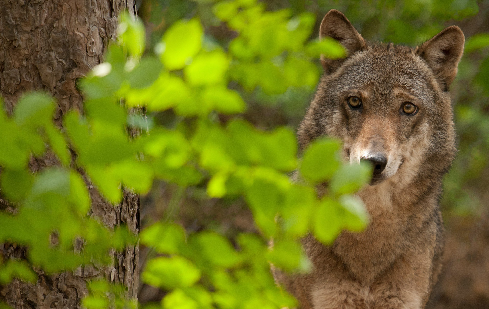 WWF Italia biodiversità