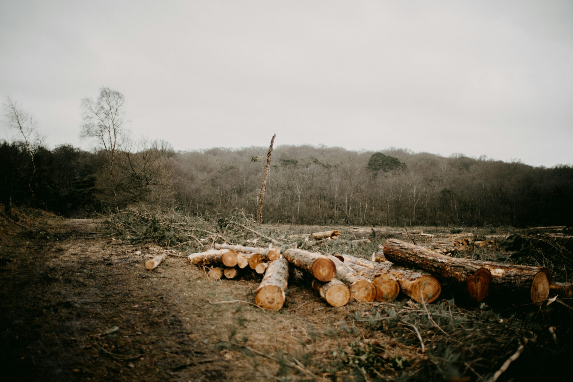 deforestazione