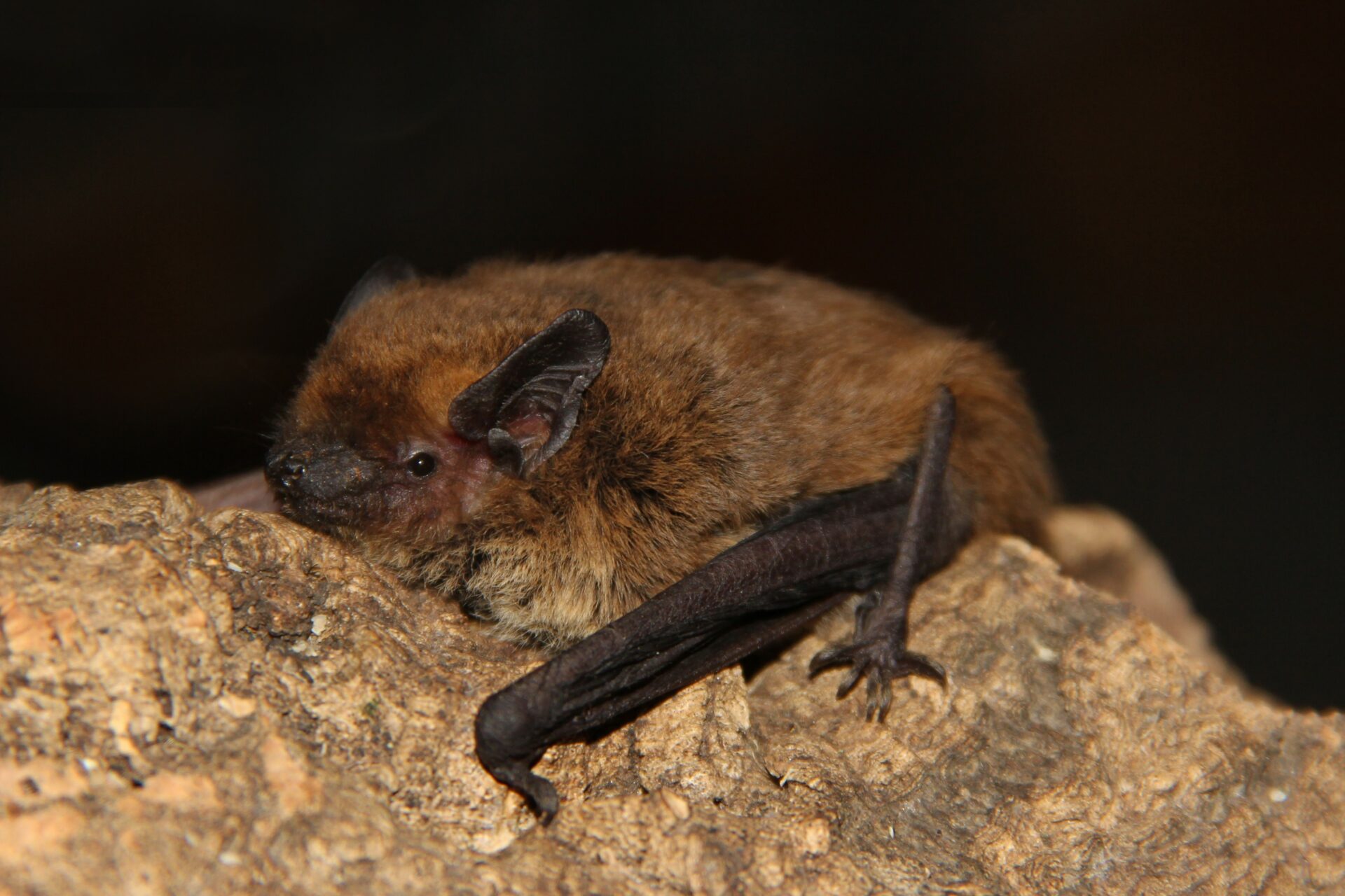 pipistrelli