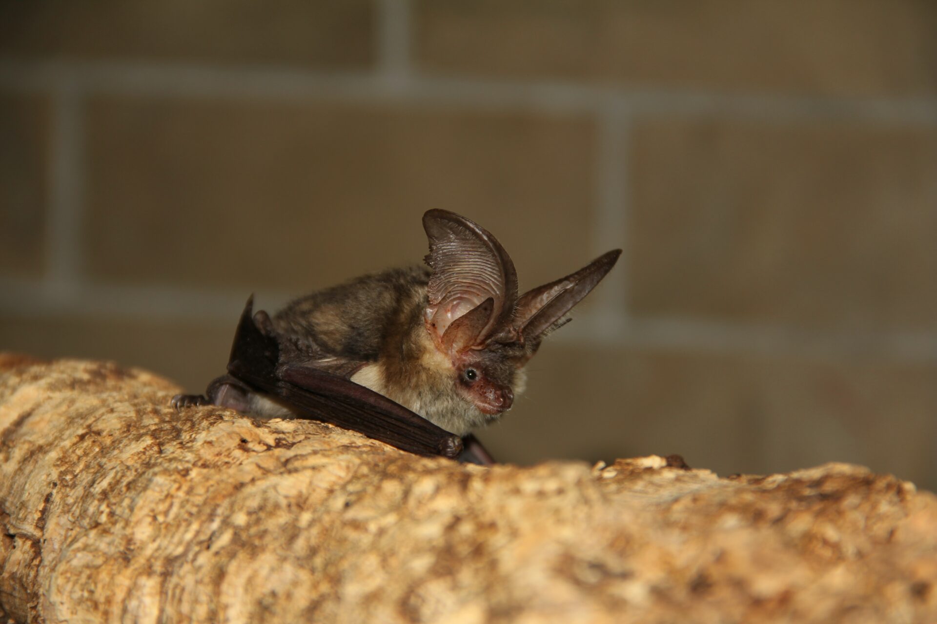 pipistrelli-2