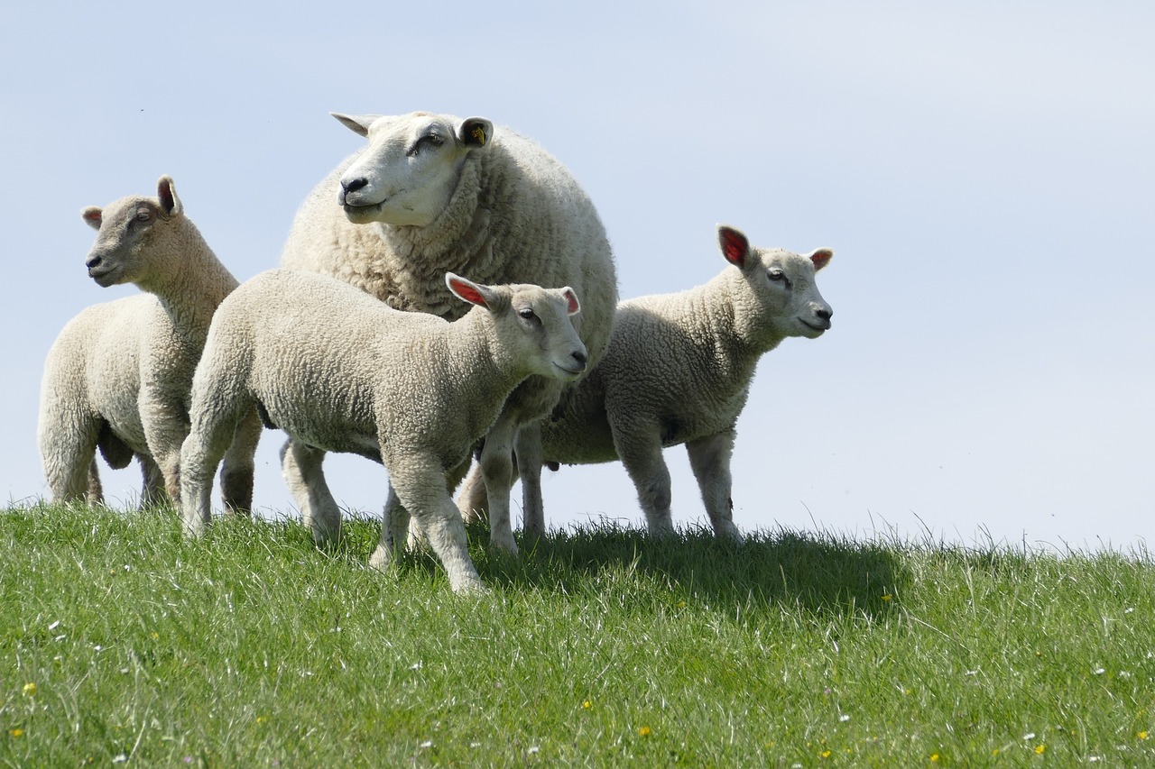 agnello a tavola agnelli a natale