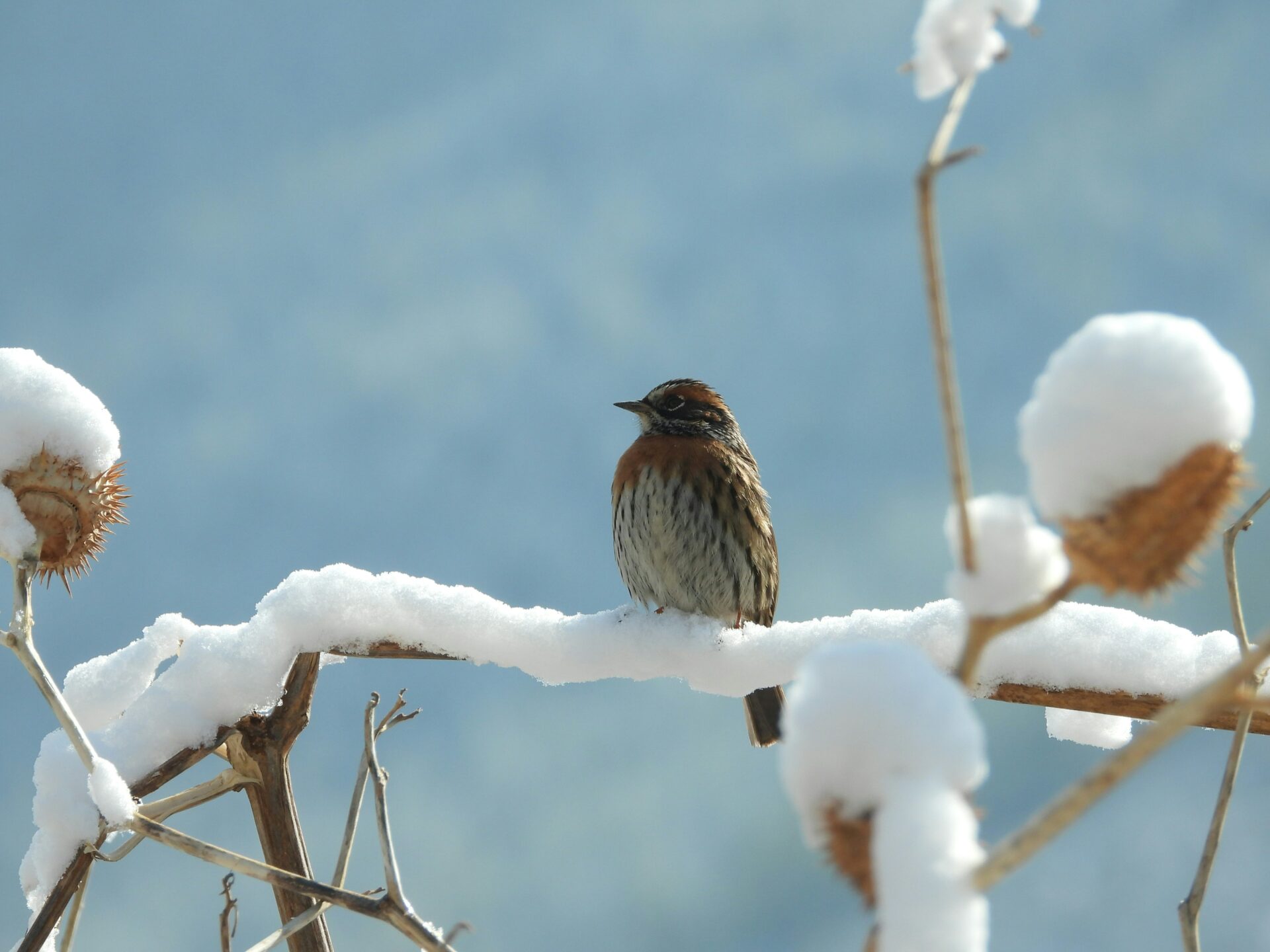 biodiversità